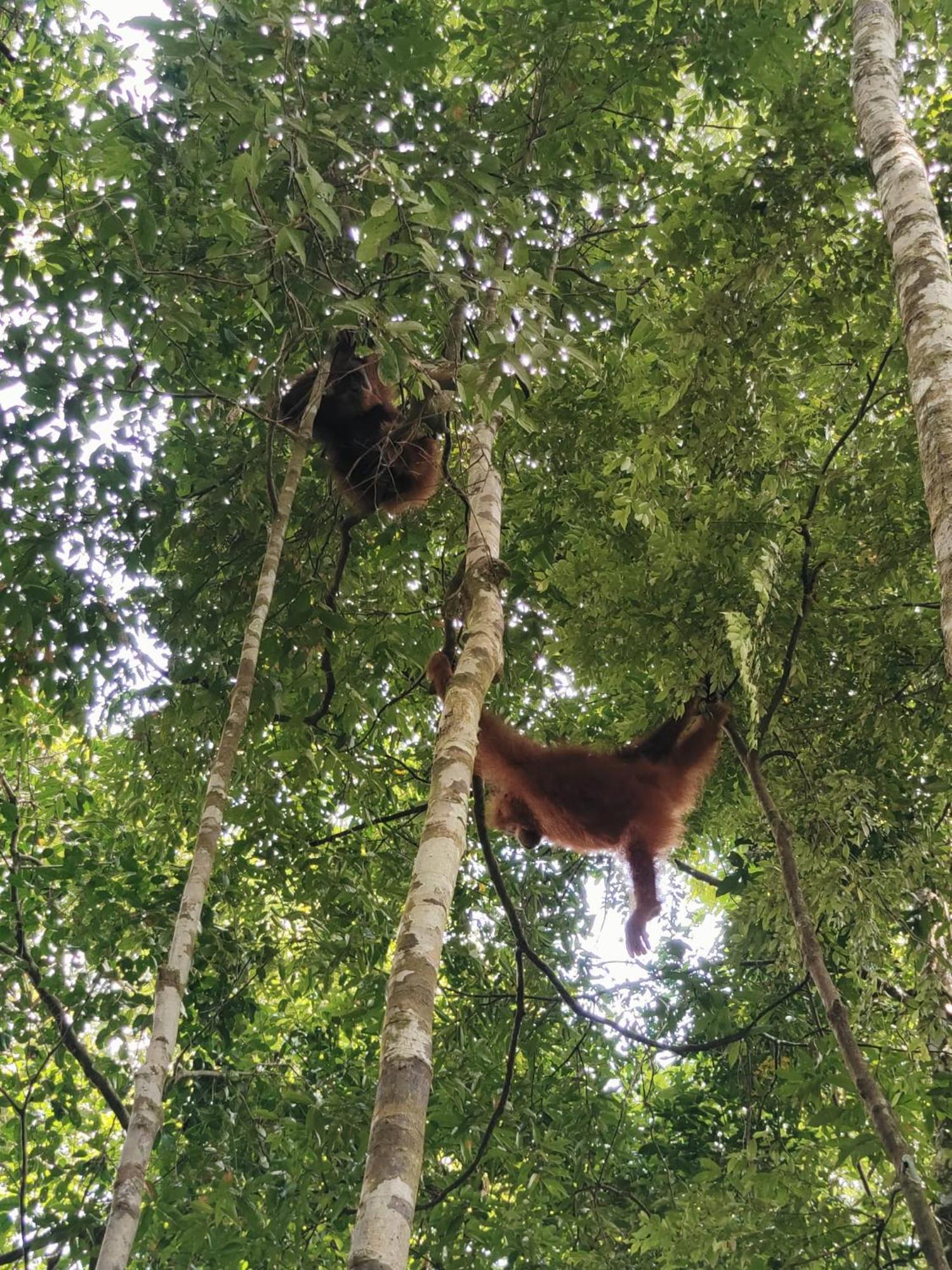 Asim Paris & Jungle Trekking Hotel Bukit Lawang