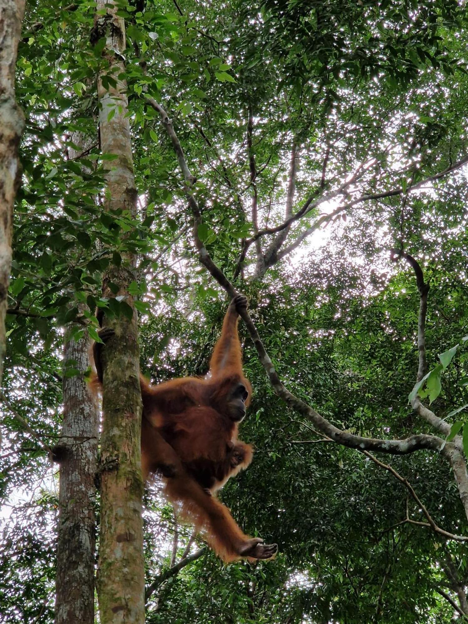 Hotel Asim Paris & Jungle Trekking